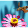 Hummingbird Moth (10)