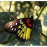 Butterfly 152 (Redbase Jezebel)