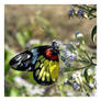 Butterfly 155 (Redbase Jezebel)