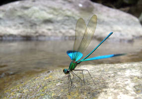 Oriental Green-Wing (2)