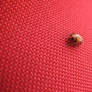 Ladybug, Ladybug on the Wall..