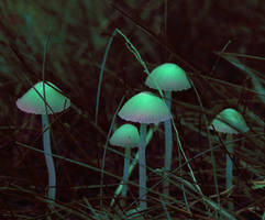 magical mushrooms