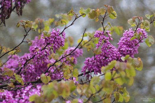 Pink petals