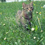 Playing in the grass