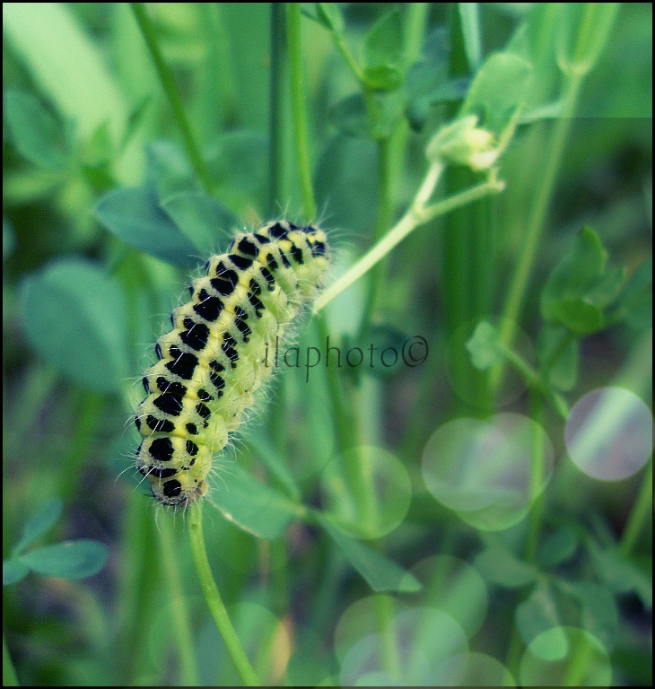 Caterpillar