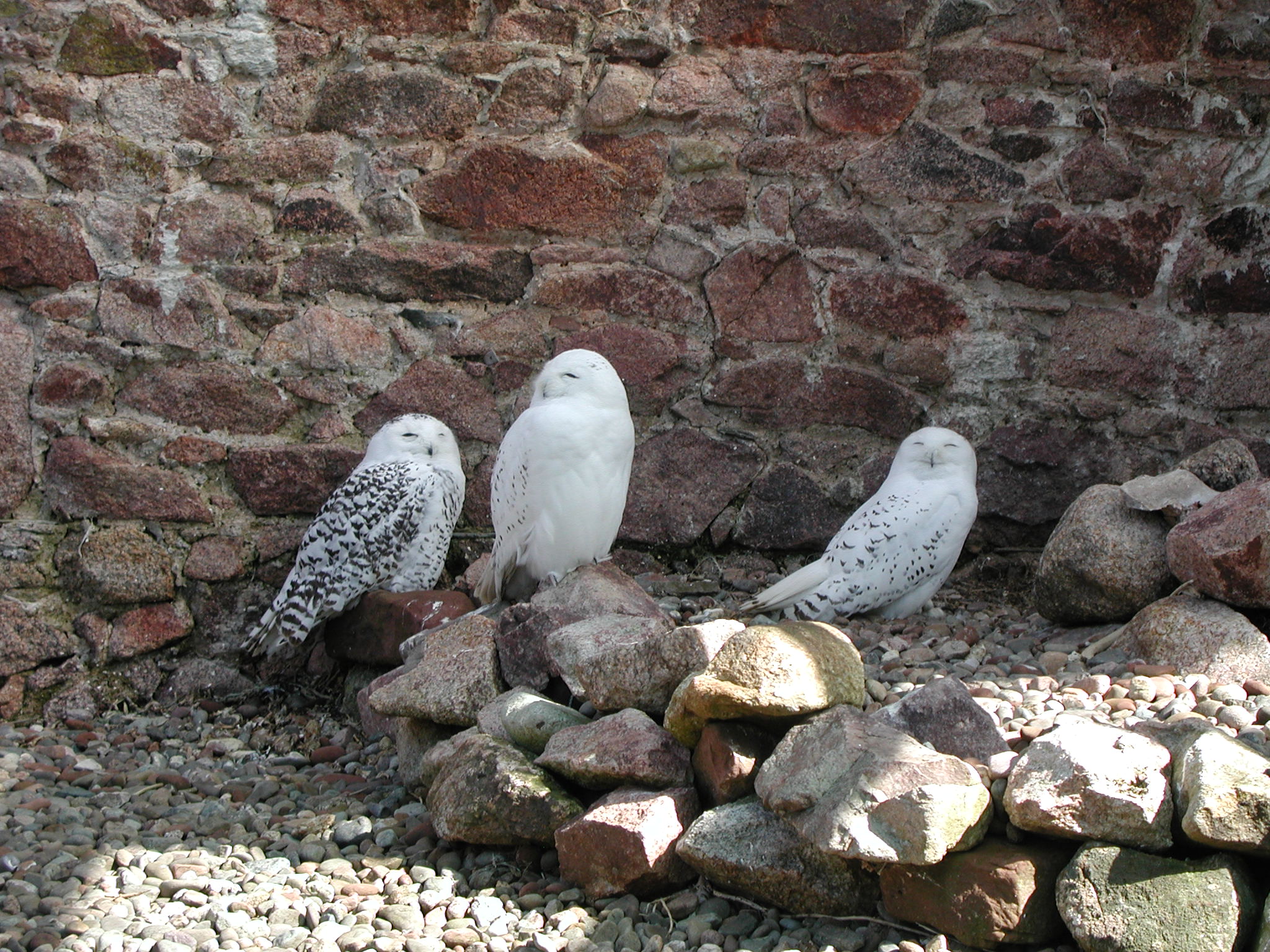 Snowy Owls