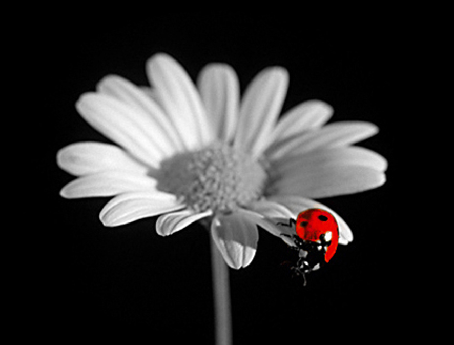 Lady Bug