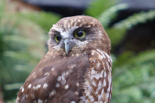 Morepork