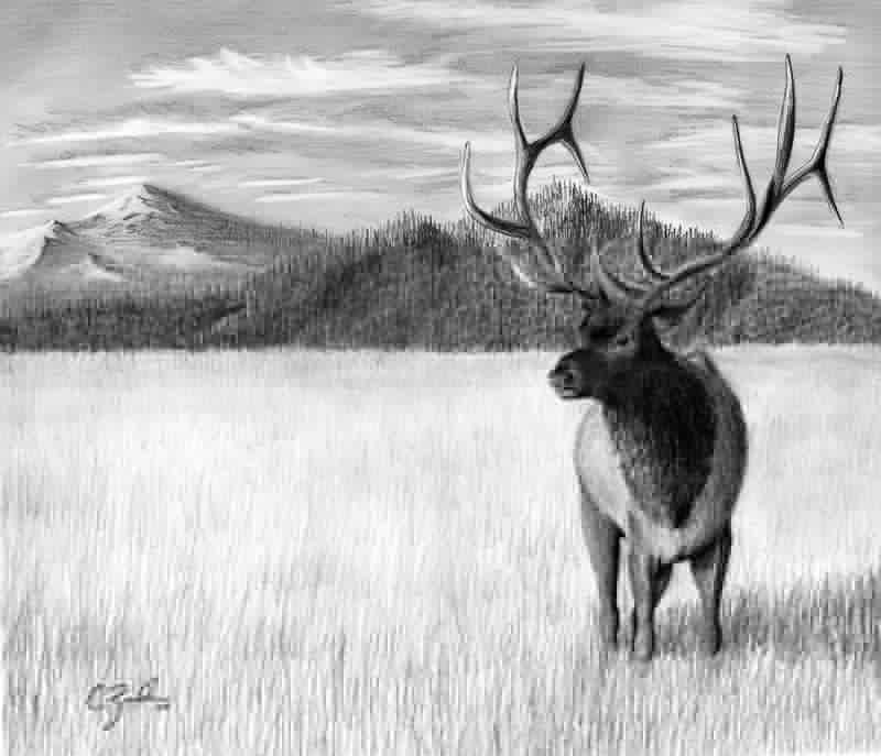 Elk pencil drawing by CZavala on DeviantArt