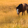 sunset horse