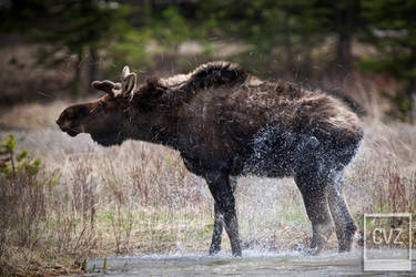 Moose Shake