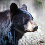 Black Bear