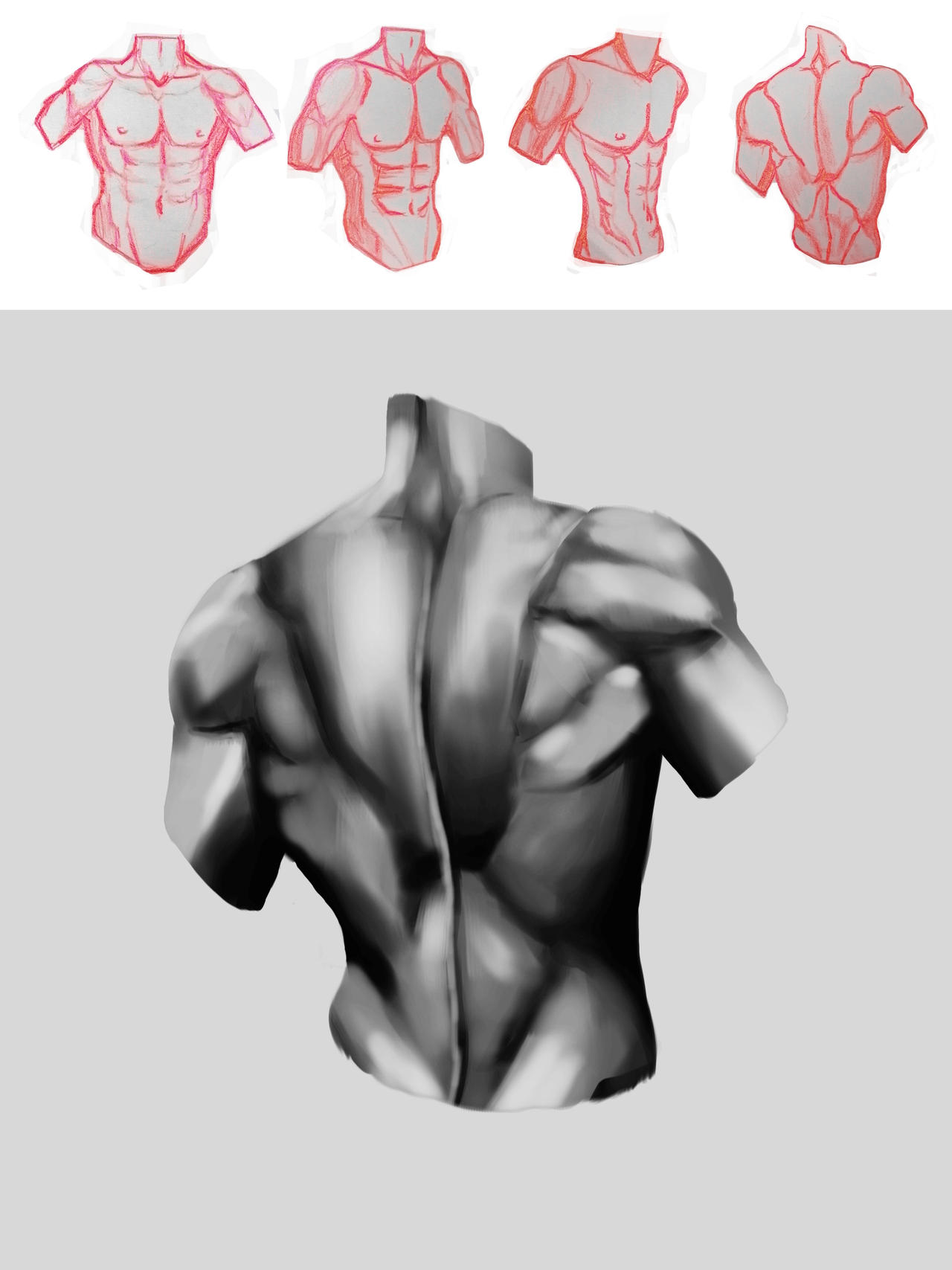 Sketchy Back Muscles Study Upper Body (male) by Anarxshe on DeviantArt