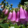 Fox Gloves