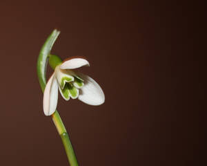 Snowdrop3