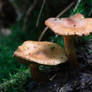Autumn Mushrooms No. 8