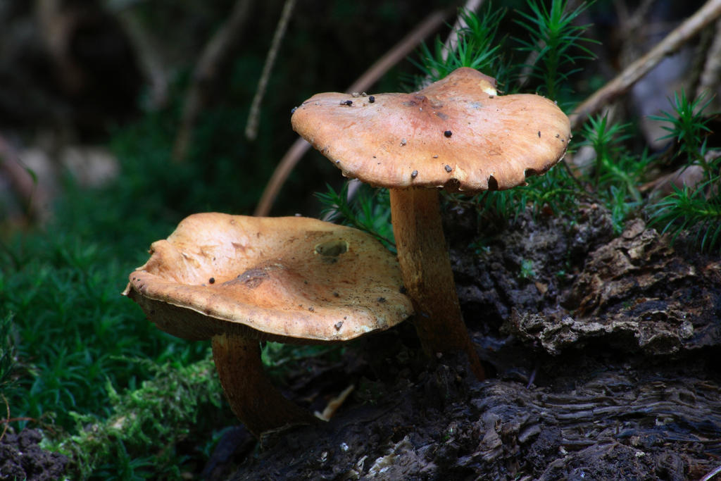 Autumn Mushrooms No. 8 by Amaries-stock