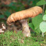 Autumn Mushrooms No. 13