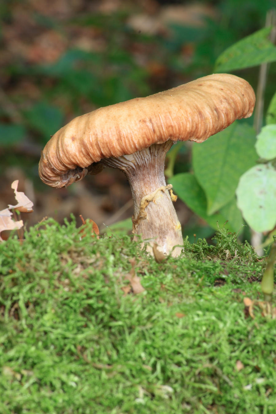 Autumn Mushrooms No. 13