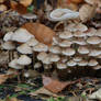 Autumn Mushrooms No. 17