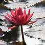 Water lily No. 1