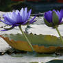 Water lily No. 2