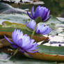 Water lily No. 3