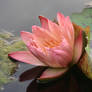 Water lily No. 4a