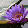 Water lily No. 5a