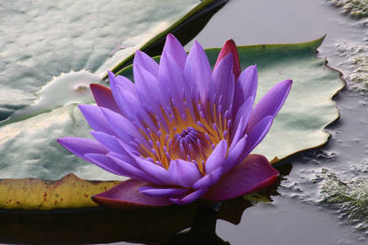 Water lily No. 5a