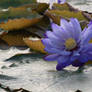 Water lily No. 6