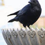 Crow No. 4