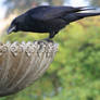 Crow No. 5