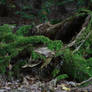 Rotten Trees No. 4