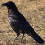Crow No. 6
