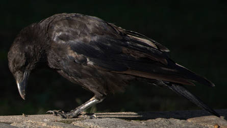 Crow No. 7