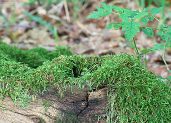Mossy Hole With Forest Plant 1