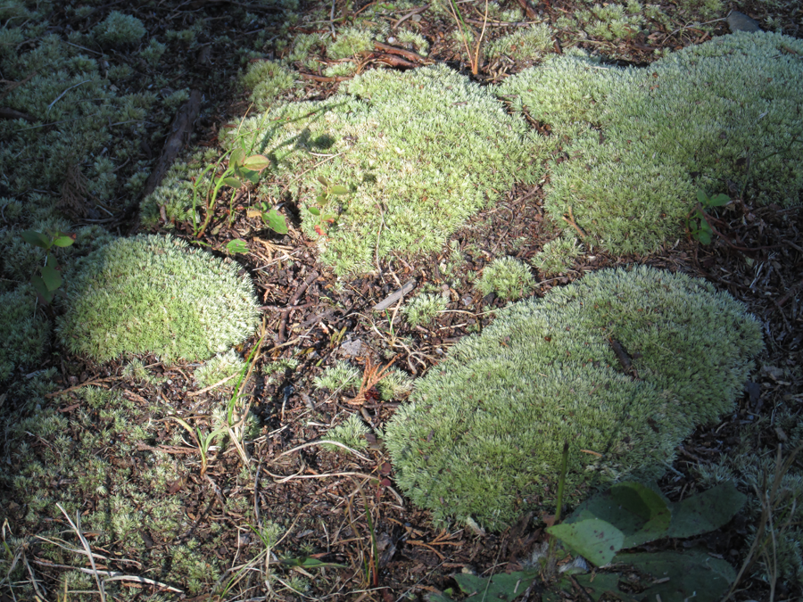 Moss