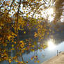 Tevere and Plane Trees