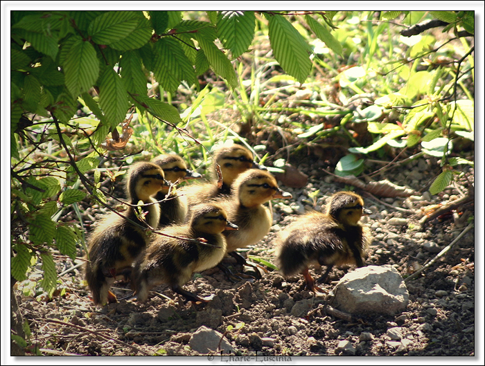 Little Ducklings