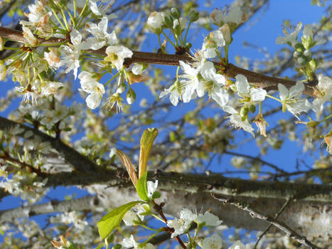 Sweet Petals