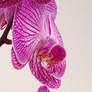 Orchid