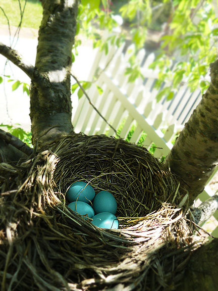 Blue eggs