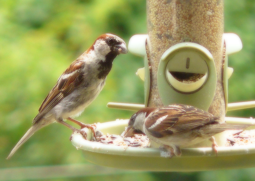 Hungry birds