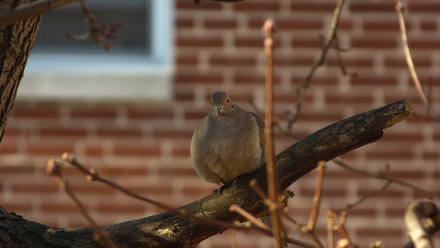 Love a Dove