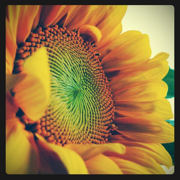 Good morning, Sunflower