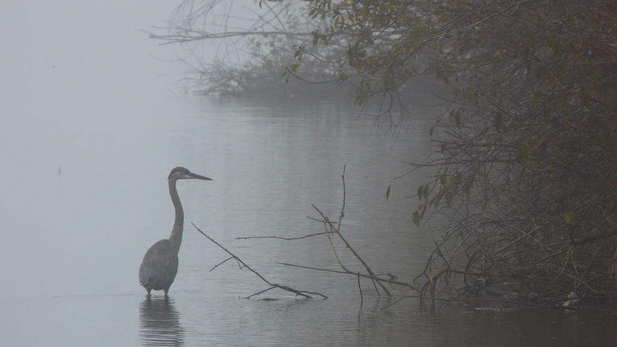 Foggy Morning for a Crane