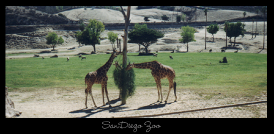 SanDiego Zoo Giraffs