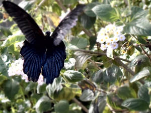 Black Butterfly