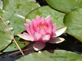 Lotus Flower